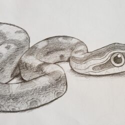 Cute Snake Drawing