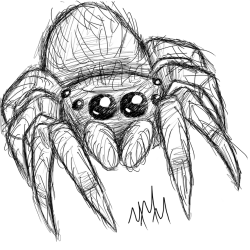 Cute Spider Drawing Hand drawn Sketch