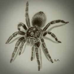 Cute Spider Drawing Intricate Artwork