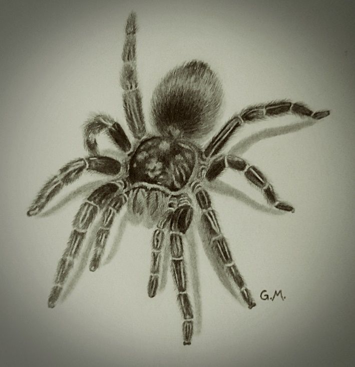 Cute Spider Drawing Intricate Artwork