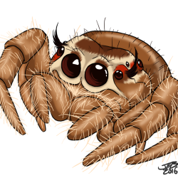 Cute Spider Drawing Modern Sketch