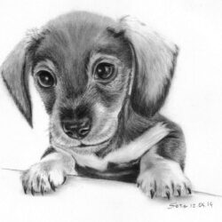 Dachshund Drawing