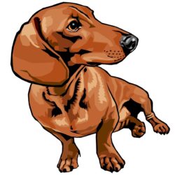 Dachshund Drawing Art