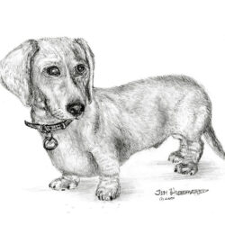 Dachshund Drawing Beautiful Artwork