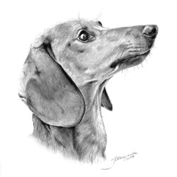 Dachshund Drawing Creative Style