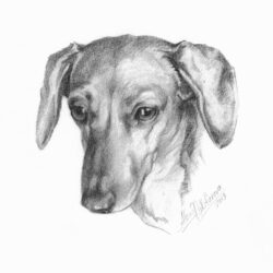 Dachshund Drawing Detailed Sketch