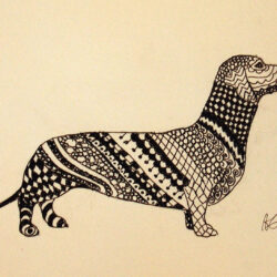 Dachshund Drawing Fine Art