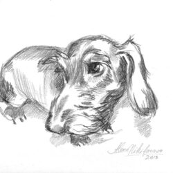 Dachshund Drawing Hand Drawn Sketch