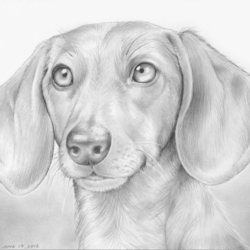 Dachshund Drawing Image