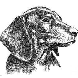 Dachshund Drawing Photo