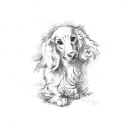 Dachshund Drawing Picture