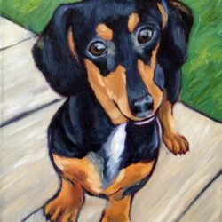 Dachshund Drawing Realistic Sketch