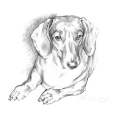 Dachshund Drawing Sketch