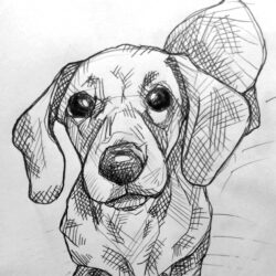 Dachshund Drawing Stunning Sketch