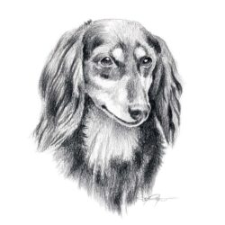 Dachshund Drawing Unique Art