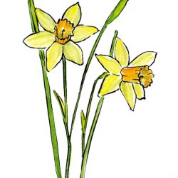 Daffodil Drawing