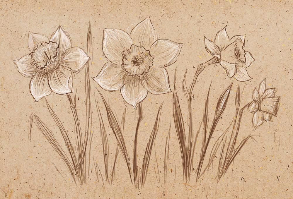 Daffodil Drawing Amazing Sketch