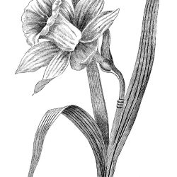 Daffodil Drawing Artistic Sketching