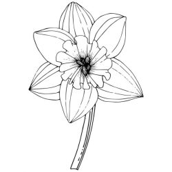 Daffodil Drawing Detailed Sketch