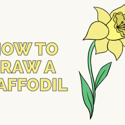 Daffodil Drawing Fine Art