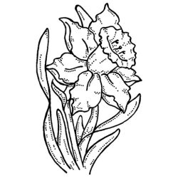 Daffodil Drawing Hand drawn