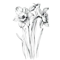 Daffodil Drawing Hand drawn Sketch