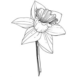 Daffodil Drawing Image