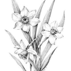 Daffodil Drawing Intricate Artwork