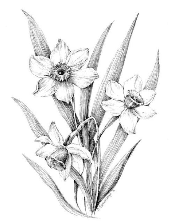 Daffodil Drawing Intricate Artwork