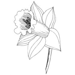 Daffodil Drawing Modern Sketch