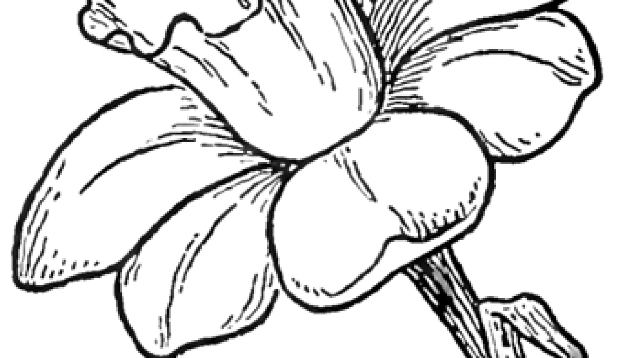 Daffodil Drawing Realistic Sketch