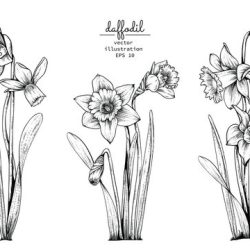 Daffodil Drawing Stunning Sketch