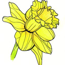 Daffodils Drawing