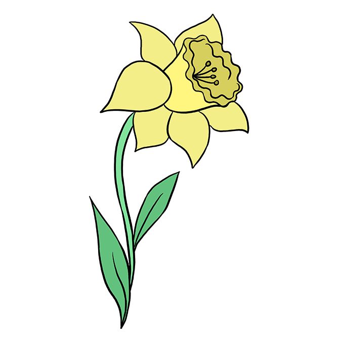 Daffodils Drawing Amazing Sketch