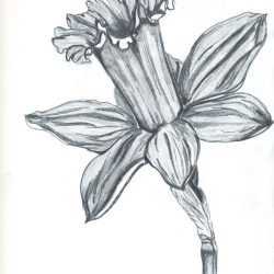 Daffodils Drawing Art