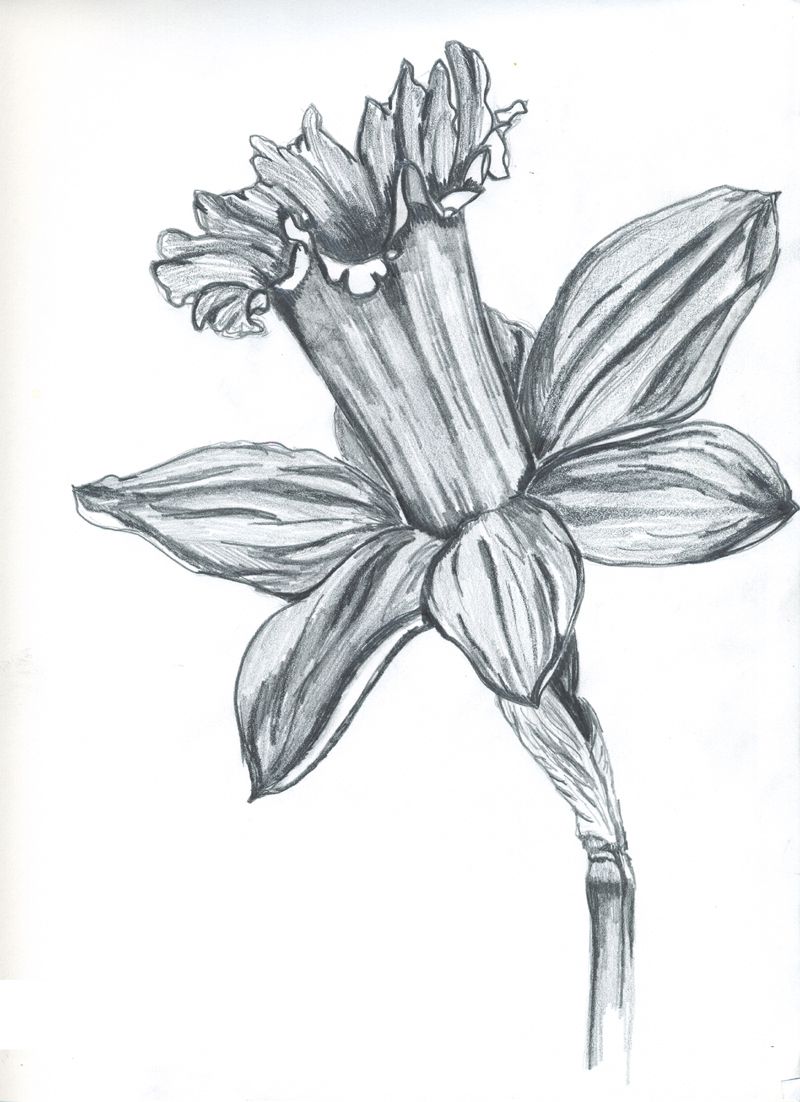 Daffodils Drawing Art