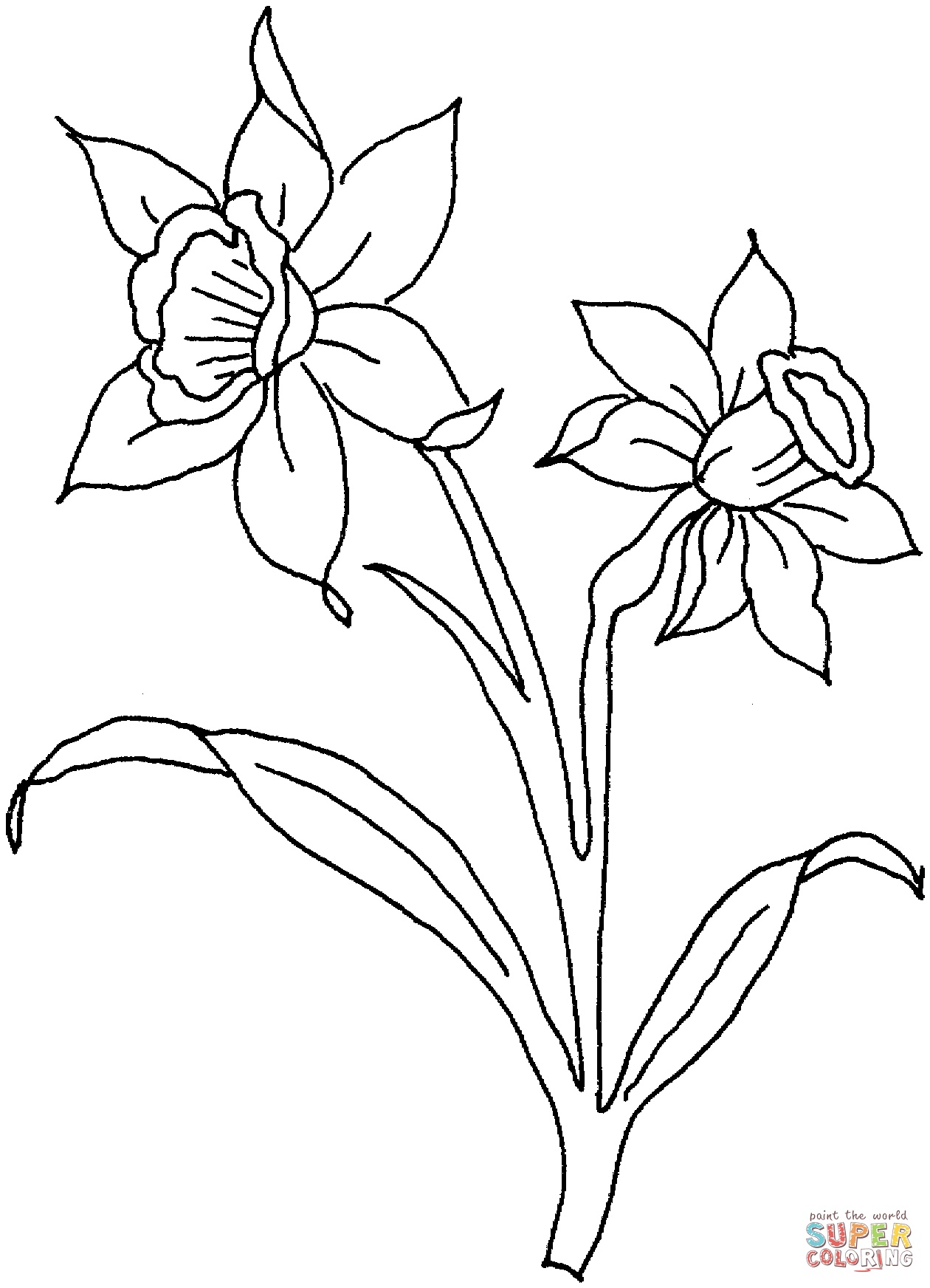Daffodils Drawing Artistic Sketching