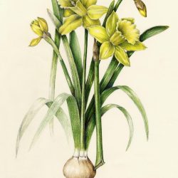 Daffodils Drawing Creative Style