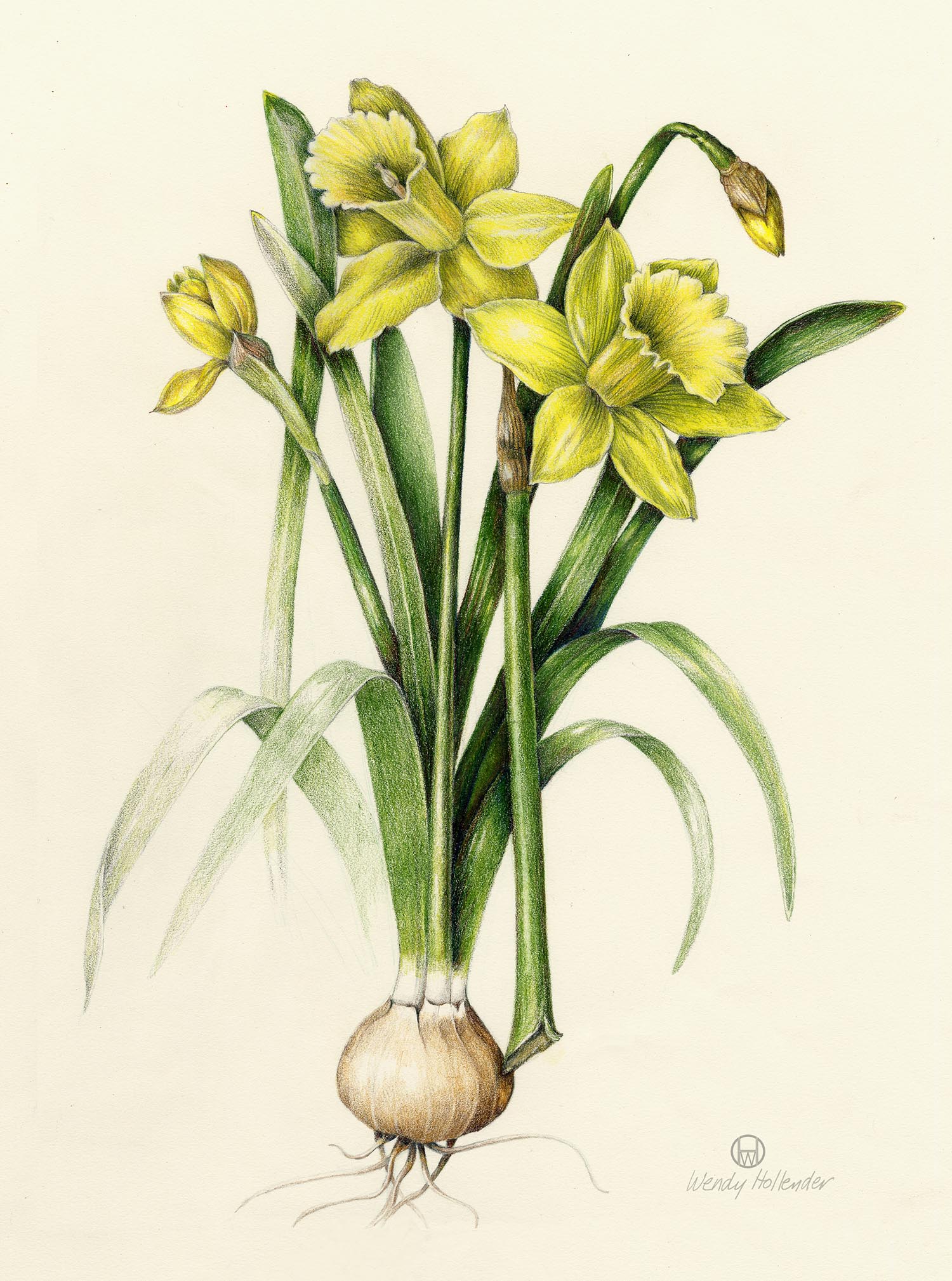 Daffodils Drawing Creative Style