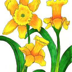 Daffodils Drawing Fine Art