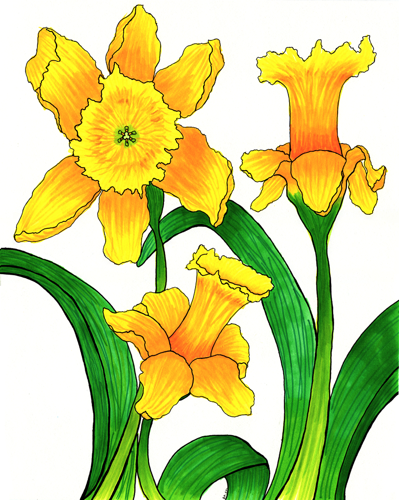 Daffodils Drawing Fine Art