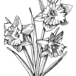 Daffodils Drawing Hand drawn