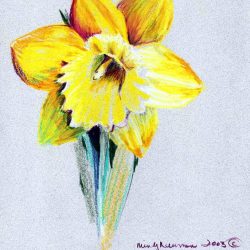 Daffodils Drawing Hand drawn Sketch