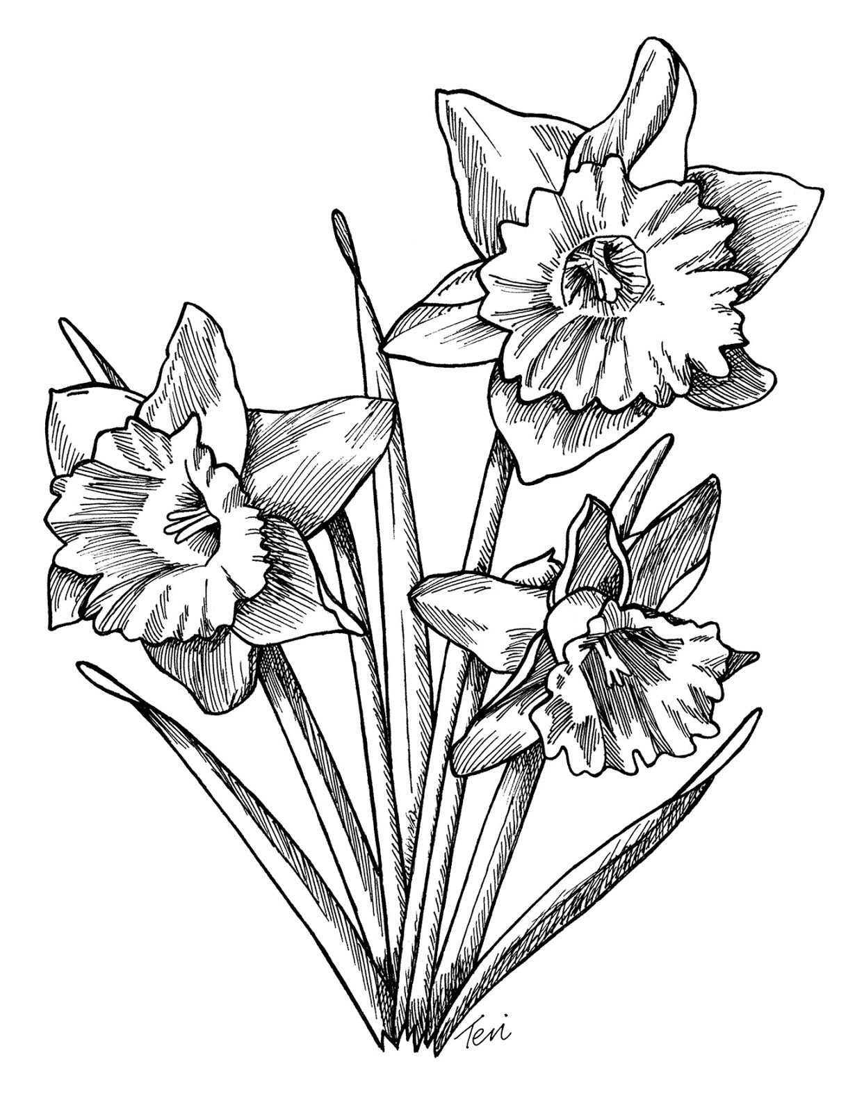 Daffodils Drawing Hand drawn