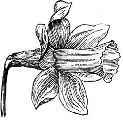 Daffodils Drawing Image