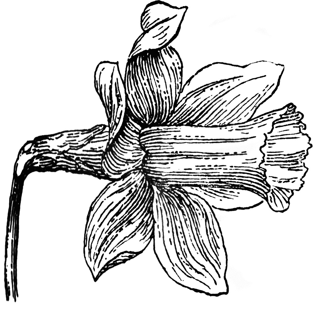 Daffodils Drawing Image