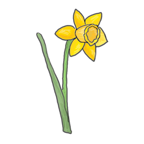 Daffodils Drawing Intricate Artwork
