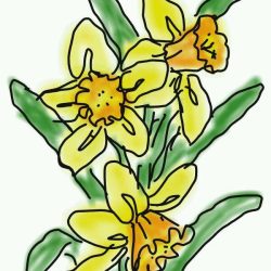 Daffodils Drawing Modern Sketch