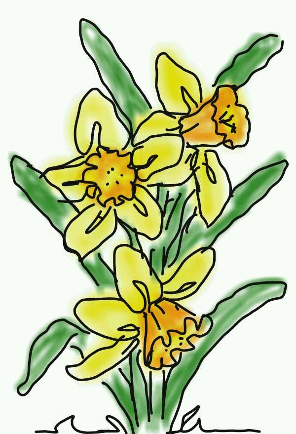 Daffodils Drawing Modern Sketch