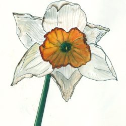 Daffodils Drawing Realistic Sketch